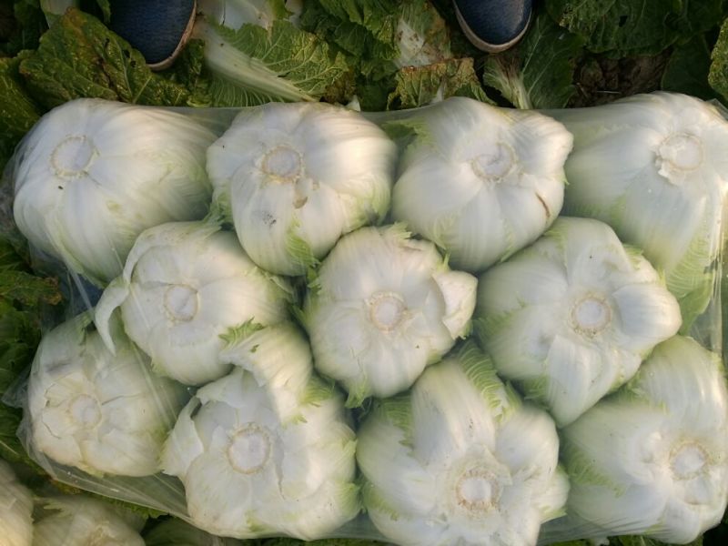 大量供应黄心大白菜，基地直供，货源充足，质量保证。