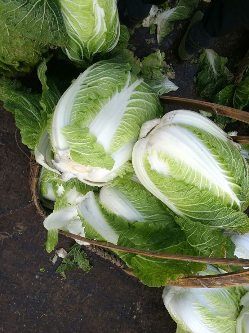 大量供应黄心大白菜，基地直供，货源充足，质量保证。