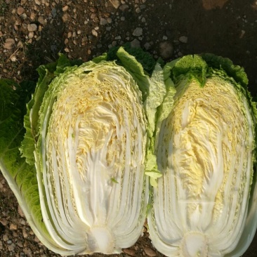 大量供应黄心大白菜，基地直供，货源充足，质量保证。