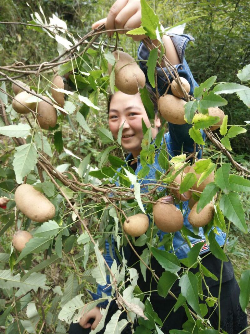 八月瓜苗