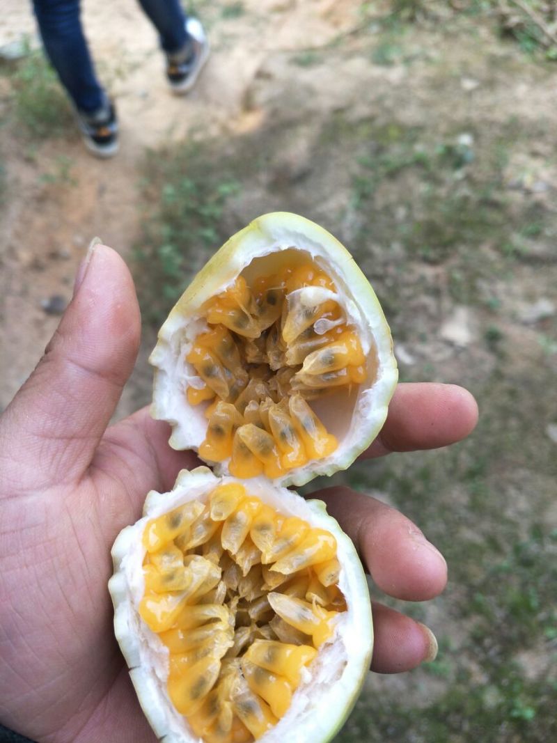 哥伦比亚黄金百香果种苗30~50cm