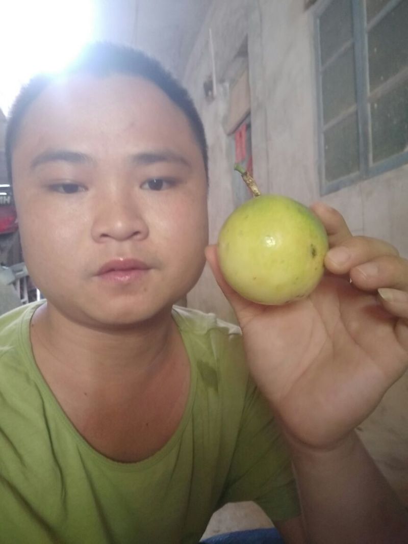 哥伦比亚黄金百香果种苗30~50cm