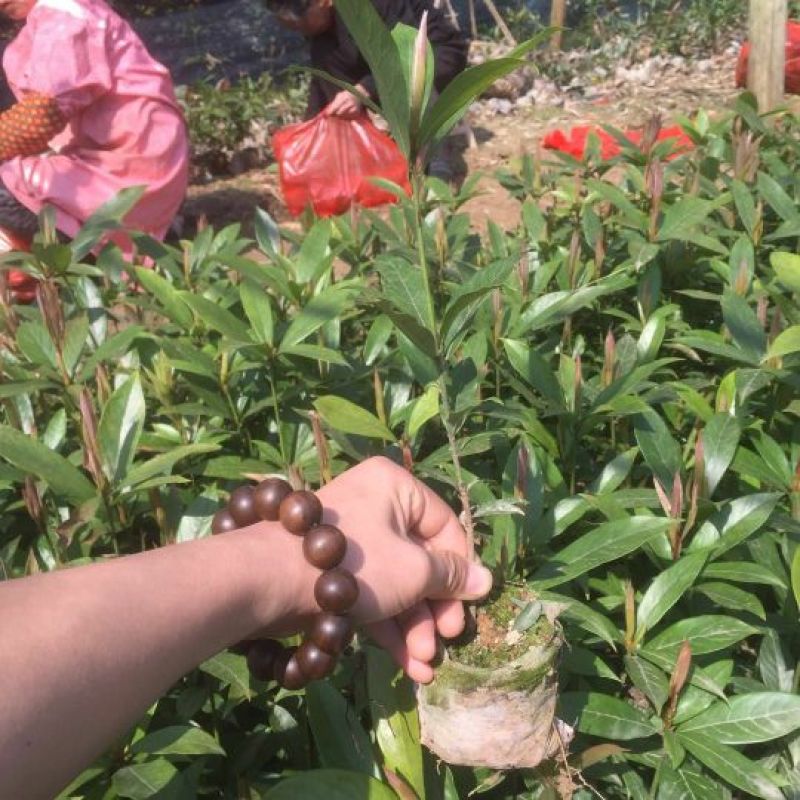 金丝楠木苗楠木袋苗楠木杯苗