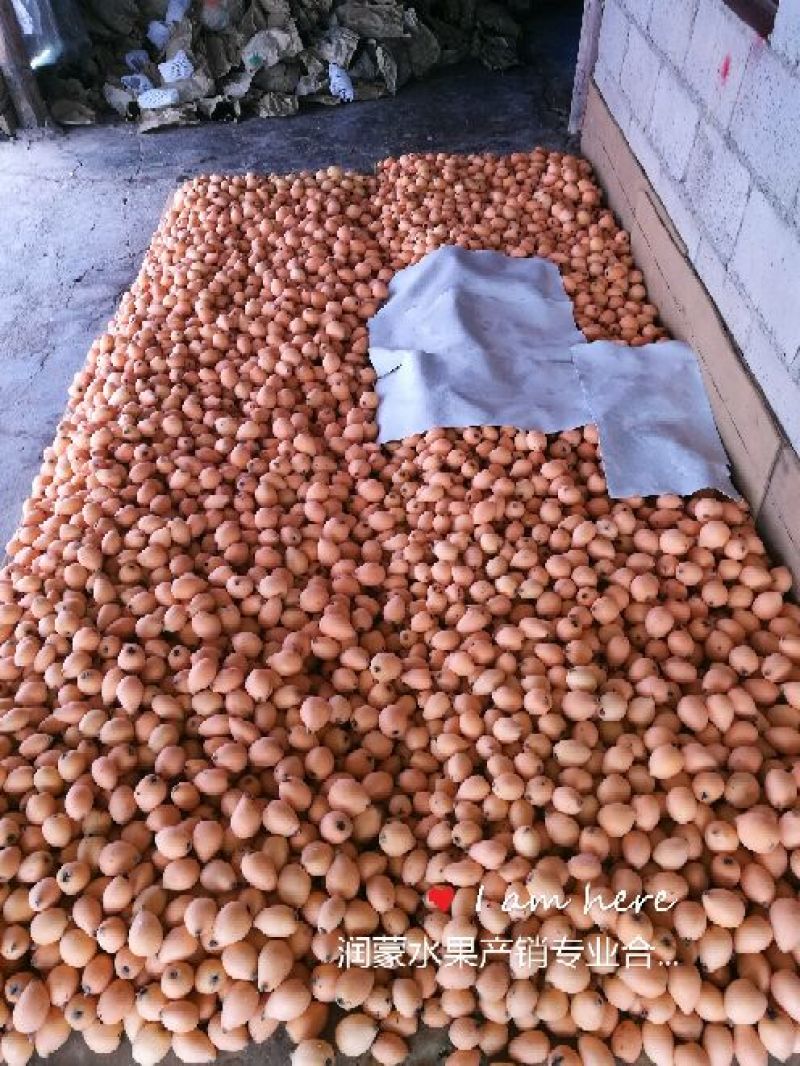 长虹枇杷0.4两以上产地直供量大从优保质保量