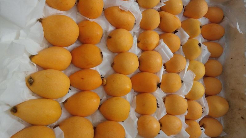 长虹枇杷0.4两以上产地直供量大从优保质保量