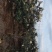 长虹枇杷0.4两以上产地直供量大从优保质保量
