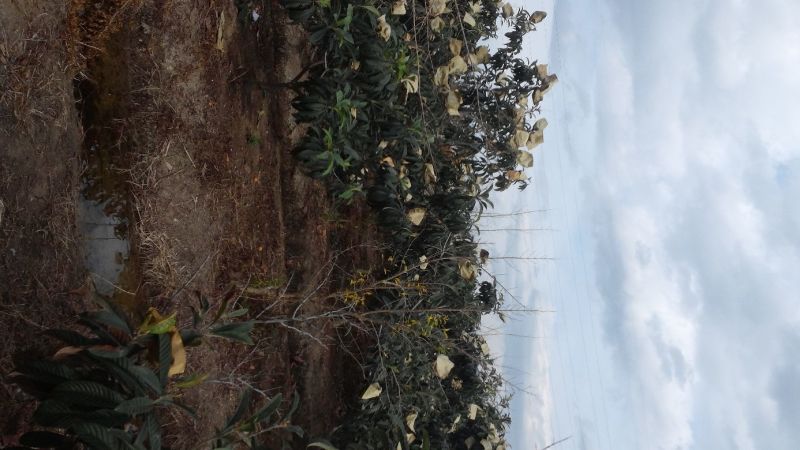 长虹枇杷0.4两以上产地直供量大从优保质保量
