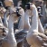 狮头鹅苗0.5~1斤