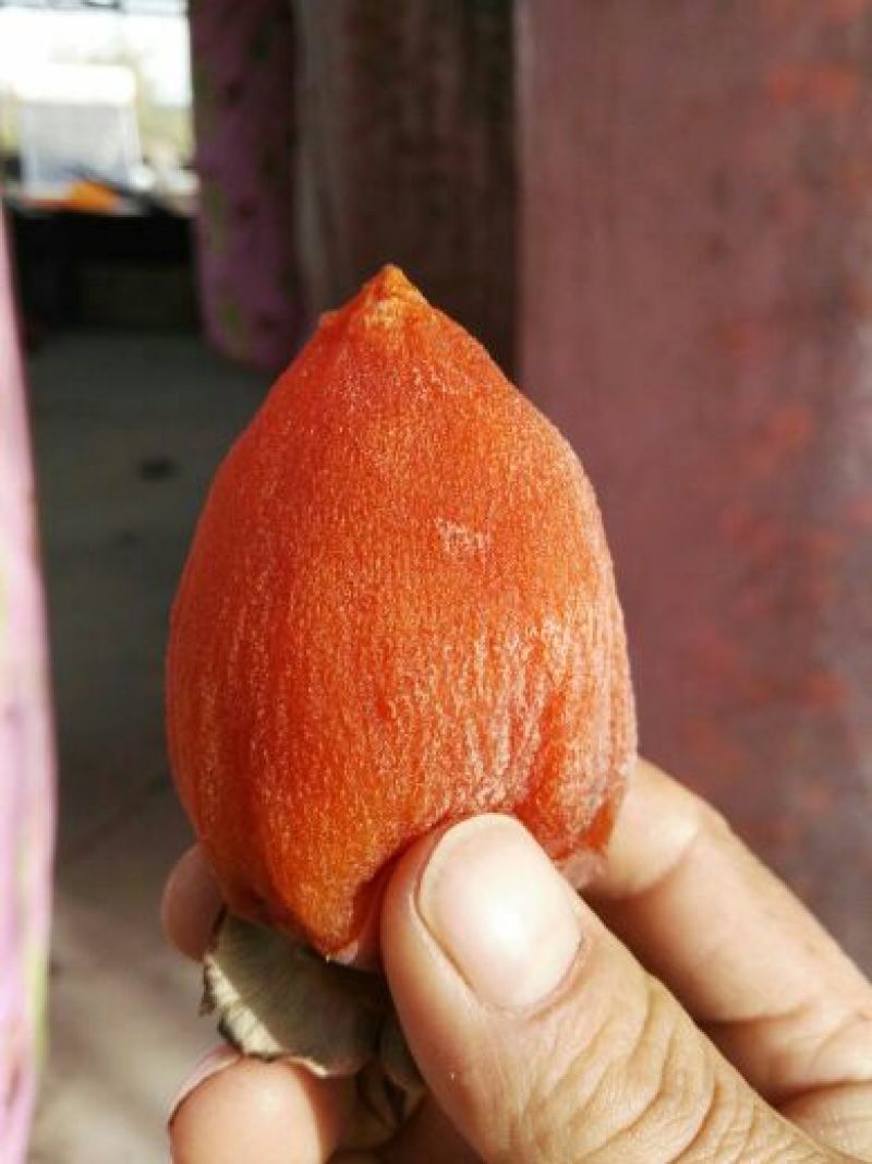柿饼1~2两