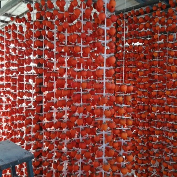 柿饼1~2两