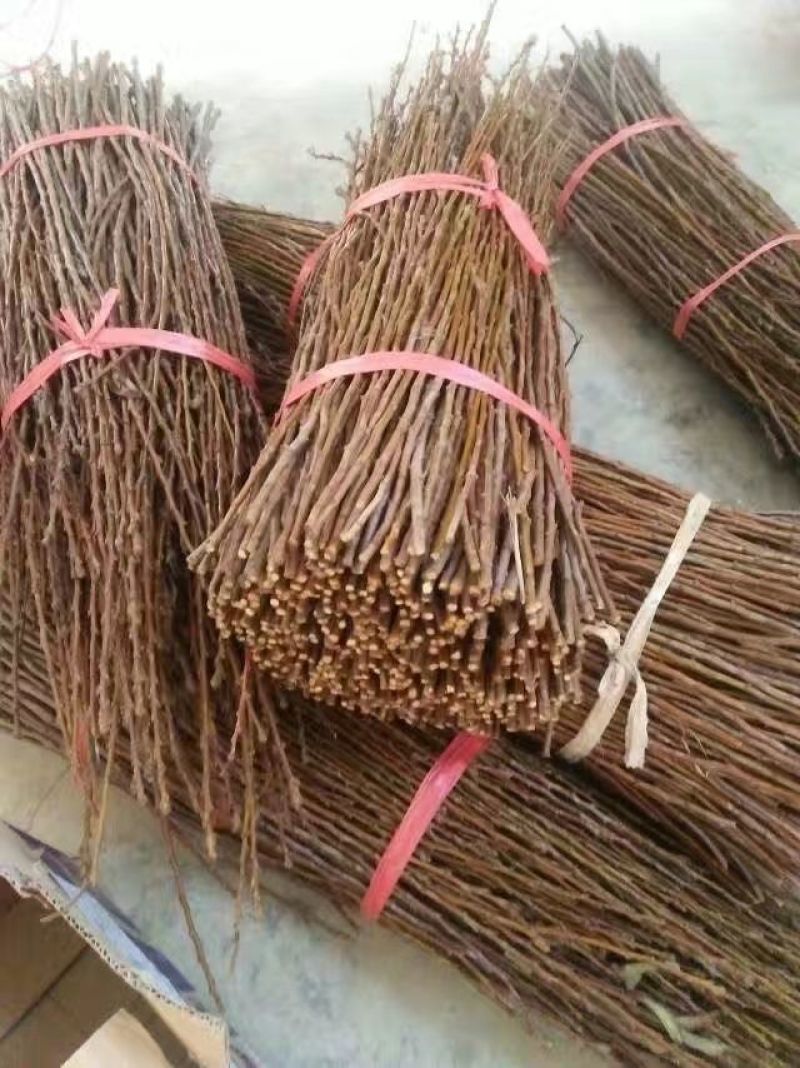 嫁接穗条蜂糖李枝条