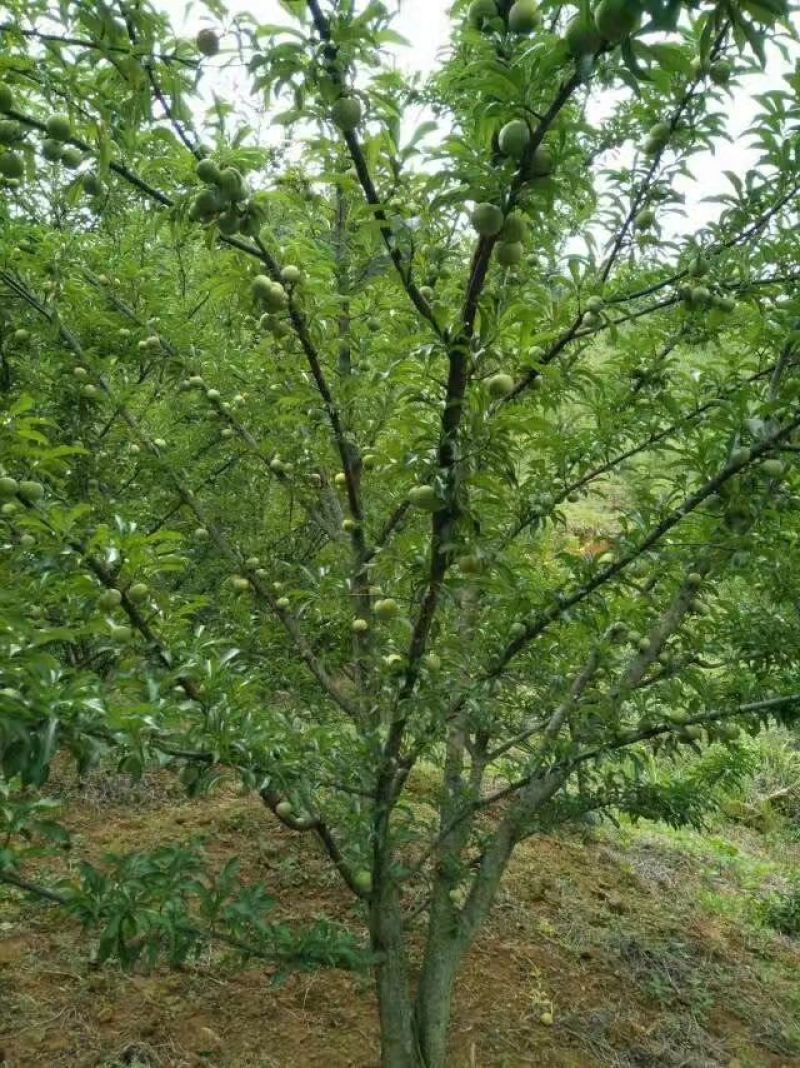 嫁接穗条蜂糖李枝条