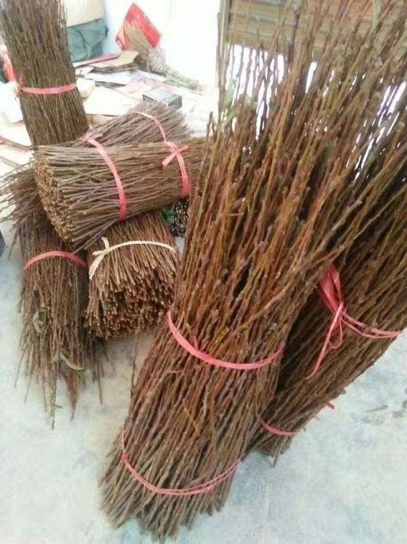 嫁接穗条蜂糖李枝条