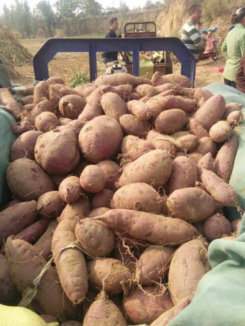 来福红薯3两以上商品薯黄心