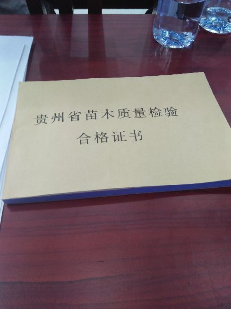 嫁接穗条蜂糖李枝条