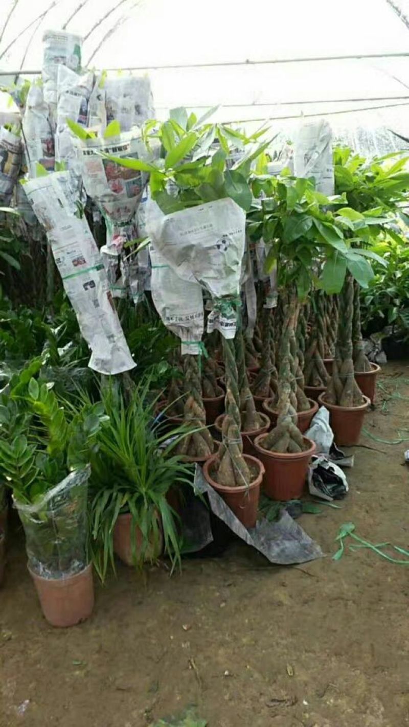 发财树带盆栽好