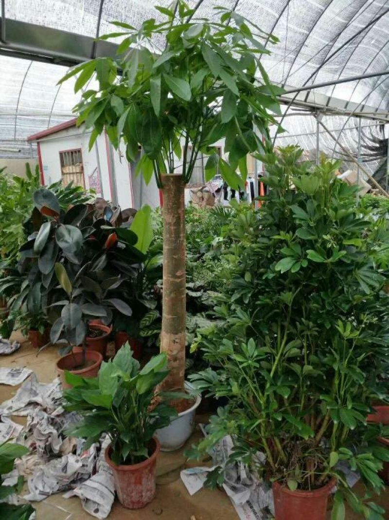 发财树带盆栽好