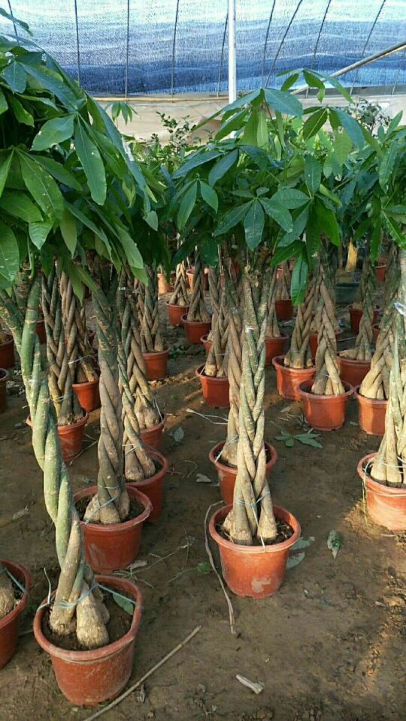 发财树带盆栽好
