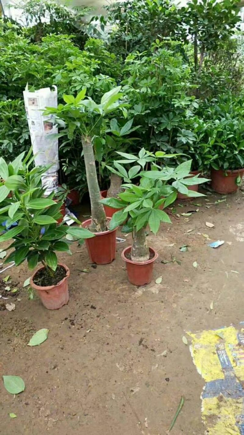 发财树带盆栽好