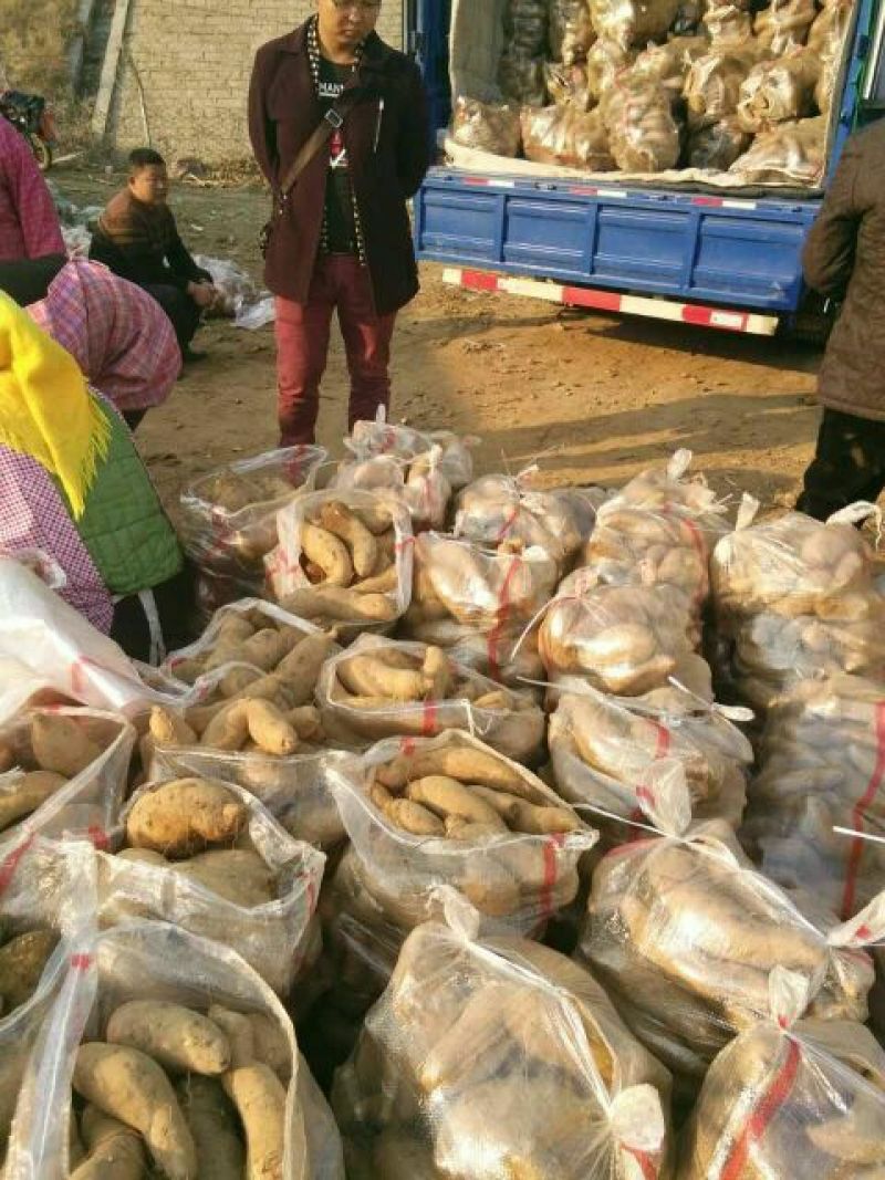 来福红薯3两以上商品薯黄心