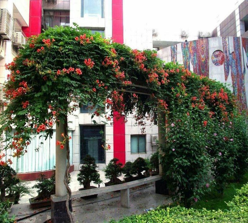 凌霄花树长廊景区绿化造景花期长庭院种植线上包邮