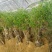 凌霄花树长廊景区绿化造景花期长庭院种植线上包邮