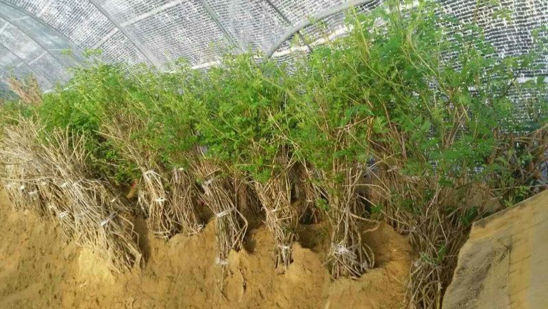 凌霄花树长廊景区绿化造景花期长庭院种植线上包邮