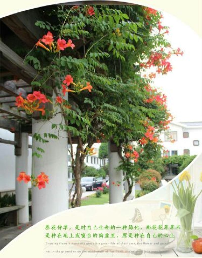 凌霄花树长廊景区绿化造景花期长庭院种植线上包邮