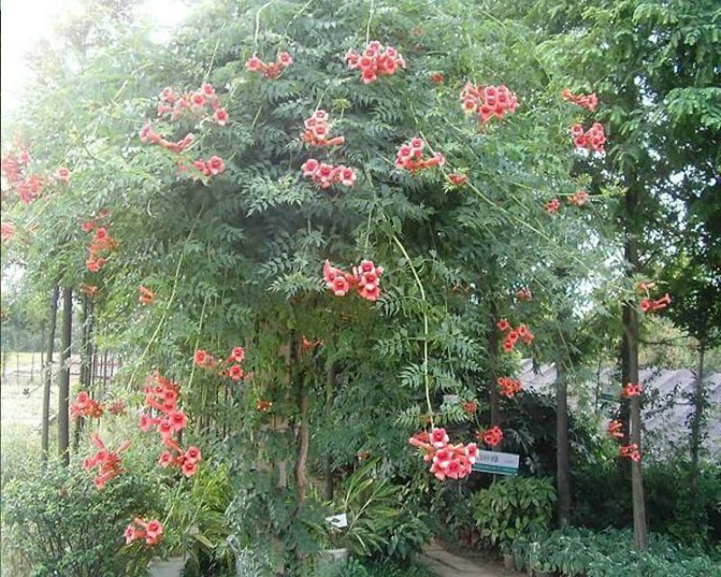 凌霄花树长廊景区绿化造景花期长庭院种植线上包邮