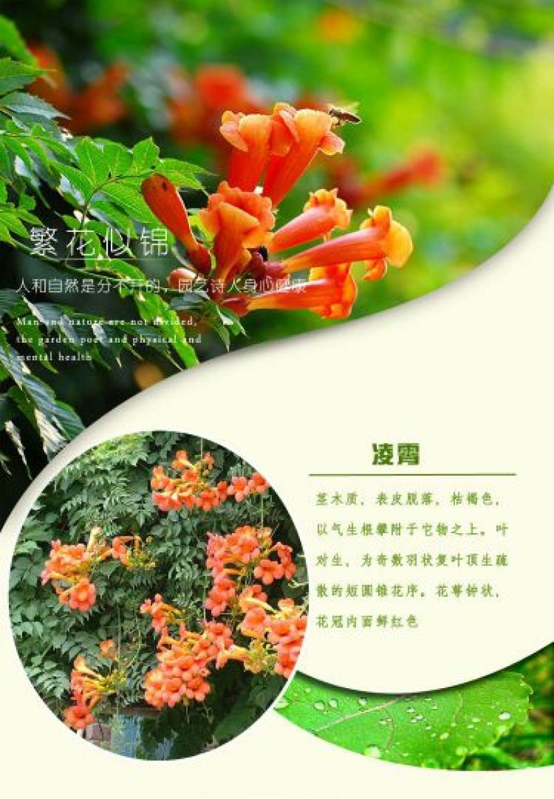 凌霄花树长廊景区绿化造景花期长庭院种植线上包邮