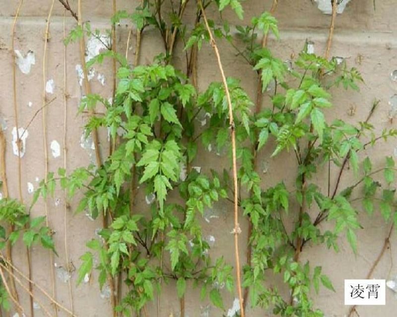 凌霄花树长廊景区绿化造景花期长庭院种植线上包邮