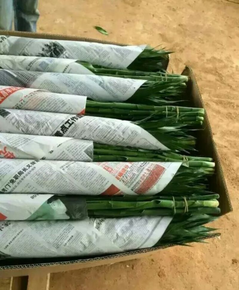 富贵竹10cm以上