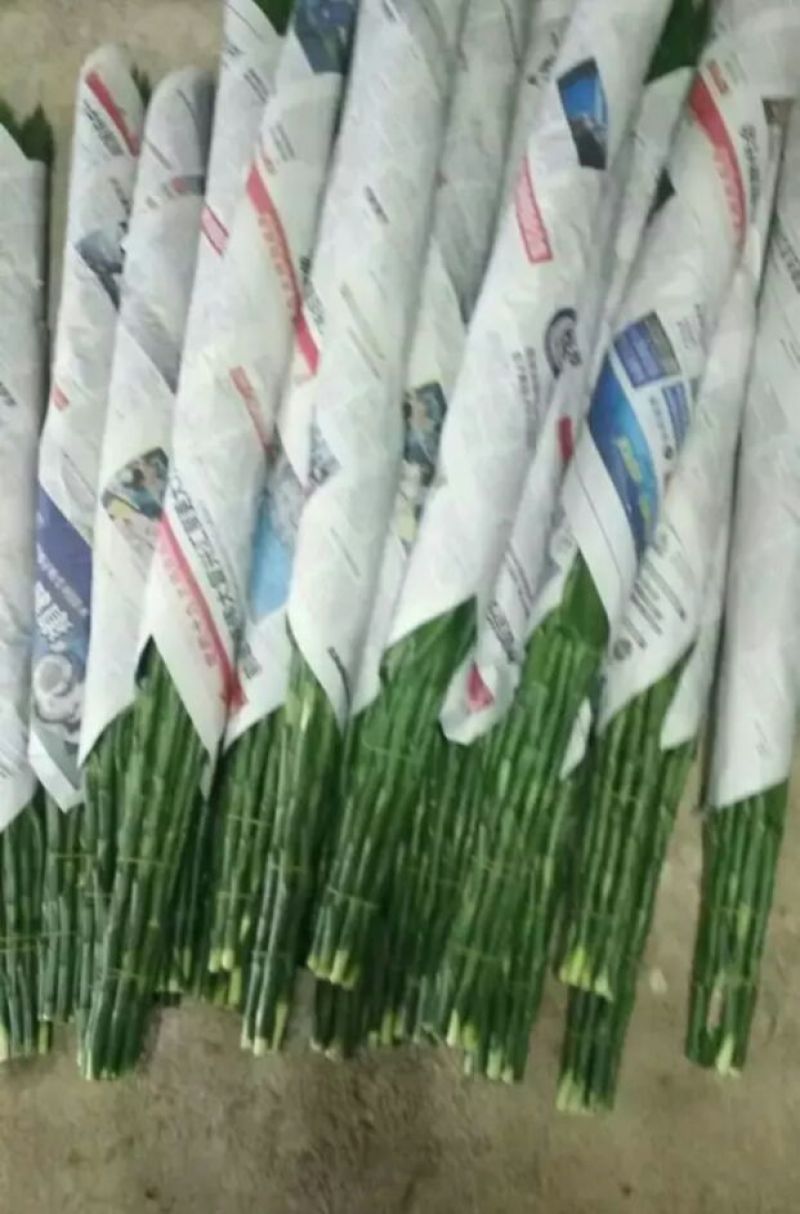 富贵竹10cm以上