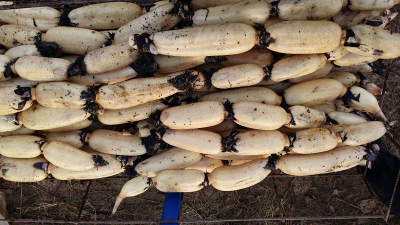 大紫红莲藕11~13厘米15~20厘米以上