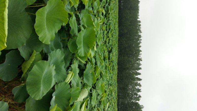 大紫红莲藕11~13厘米15~20厘米以上