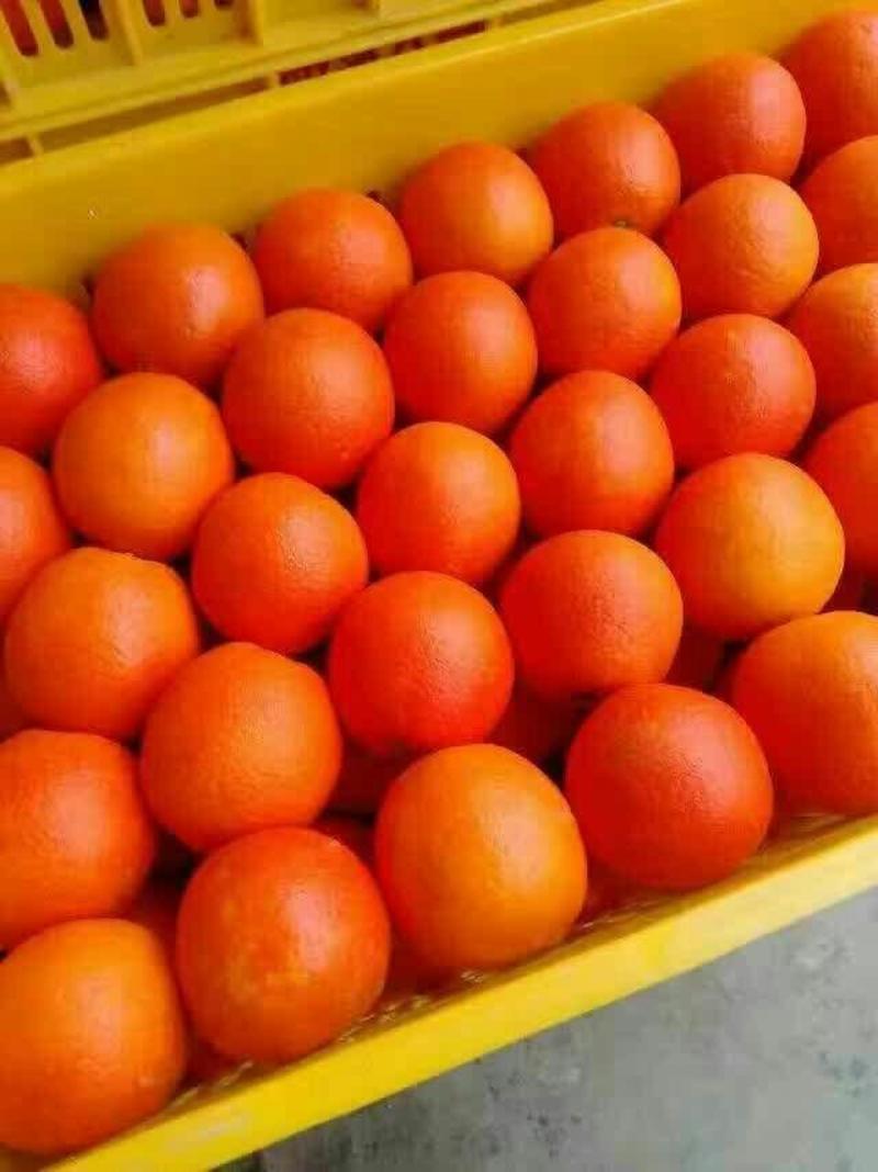 【精品】纽荷尔脐橙产地直发、果园看货，甘甜可口全国代发