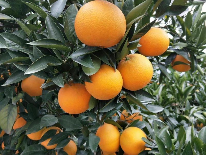 【精品】纽荷尔脐橙产地直发、果园看货，甘甜可口全国代发
