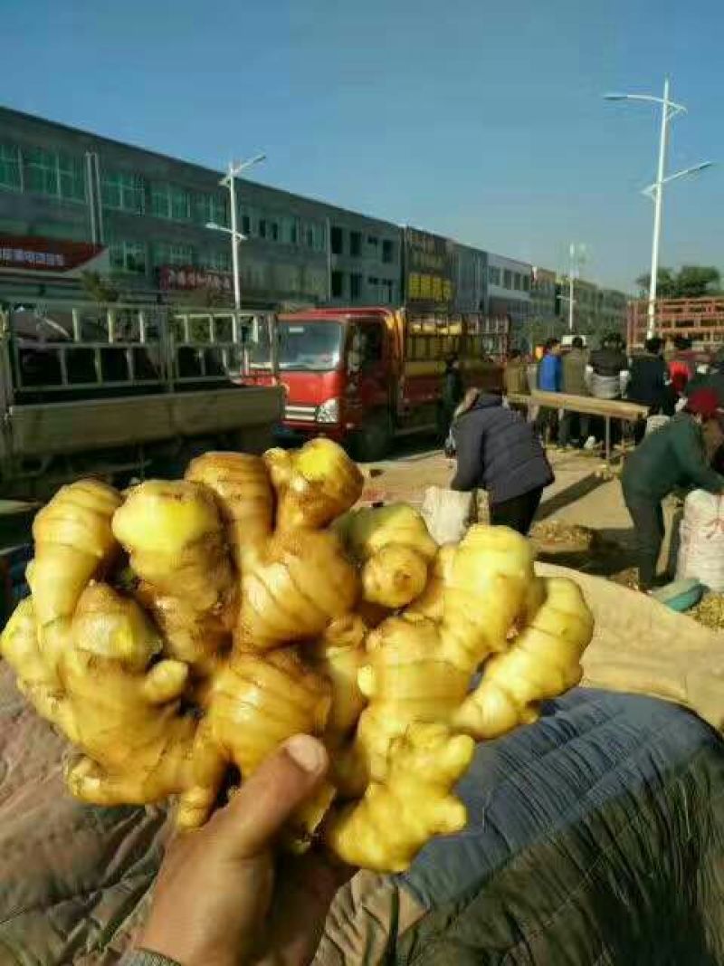 大黄姜批发货源充足产地直销质量保证