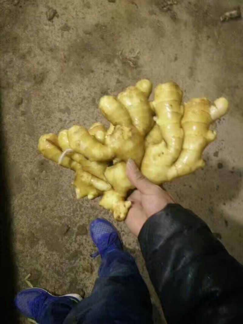 大黄姜批发货源充足产地直销质量保证