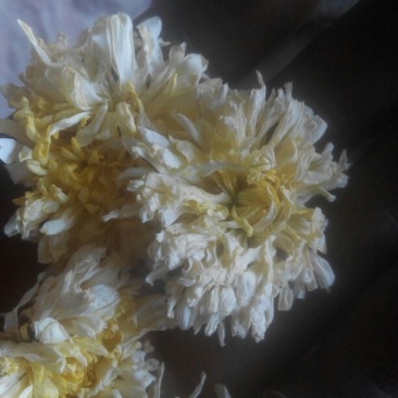 菊花茶特级