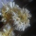 菊花茶特级