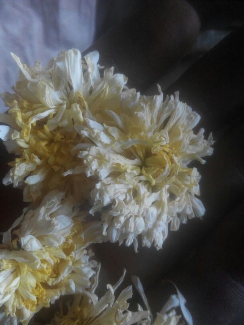 菊花茶特级