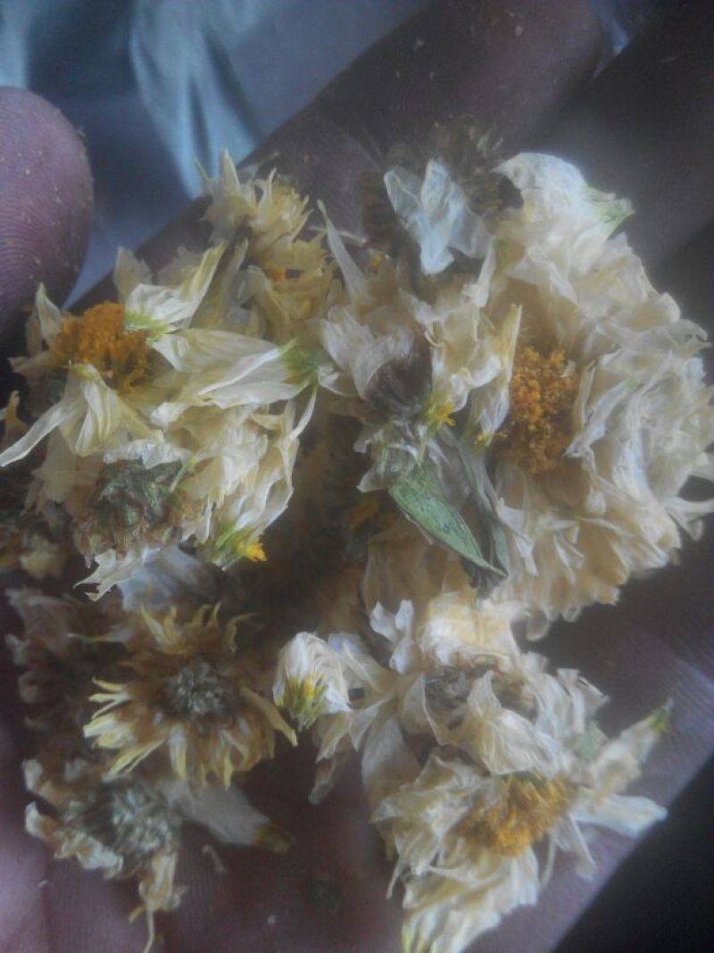 菊花茶特级
