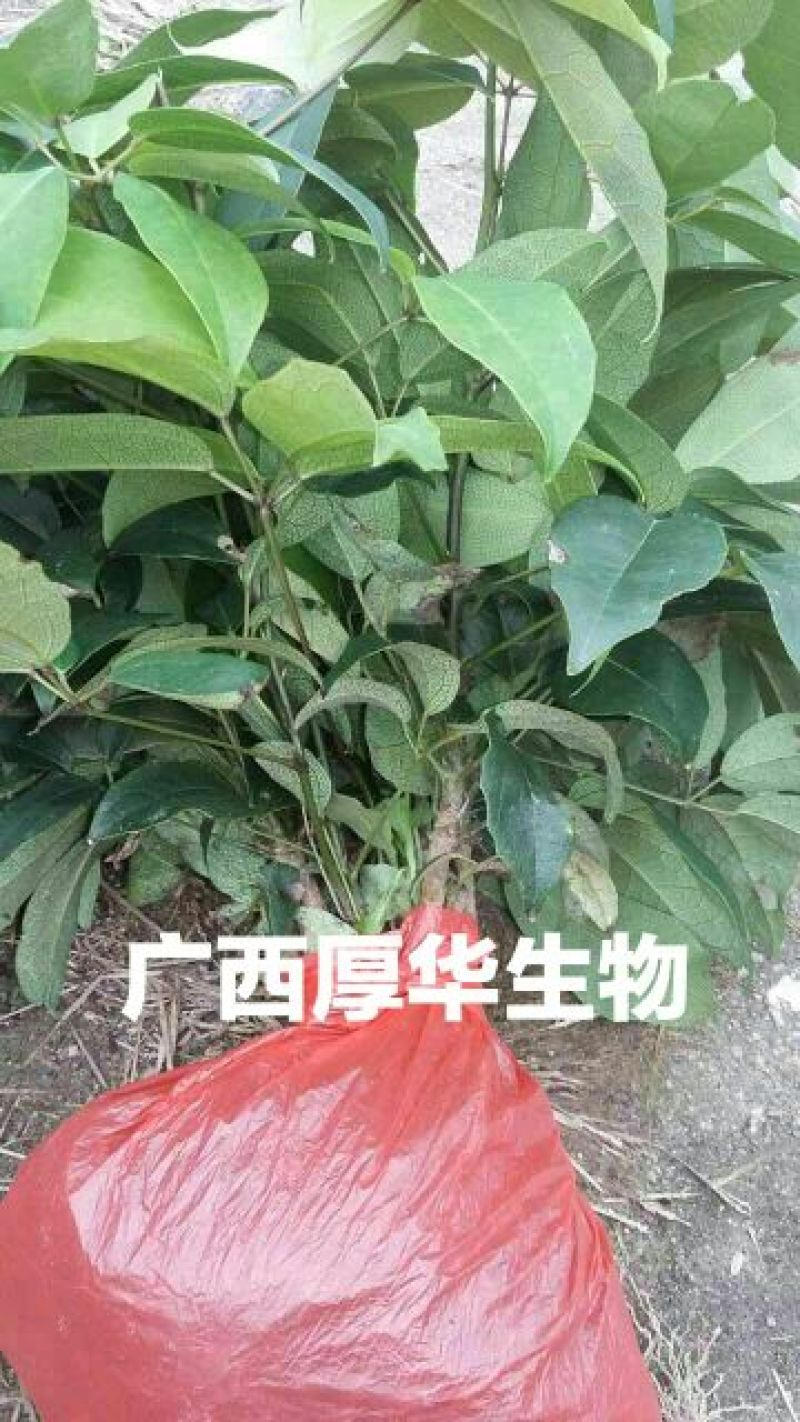 九月黄苗选育改良巨果新品种产量高耐储存耐运输