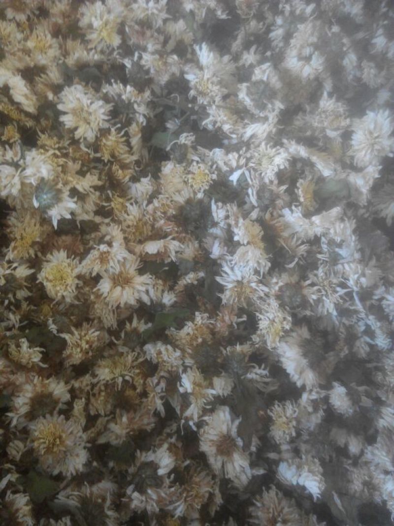 菊花茶特级