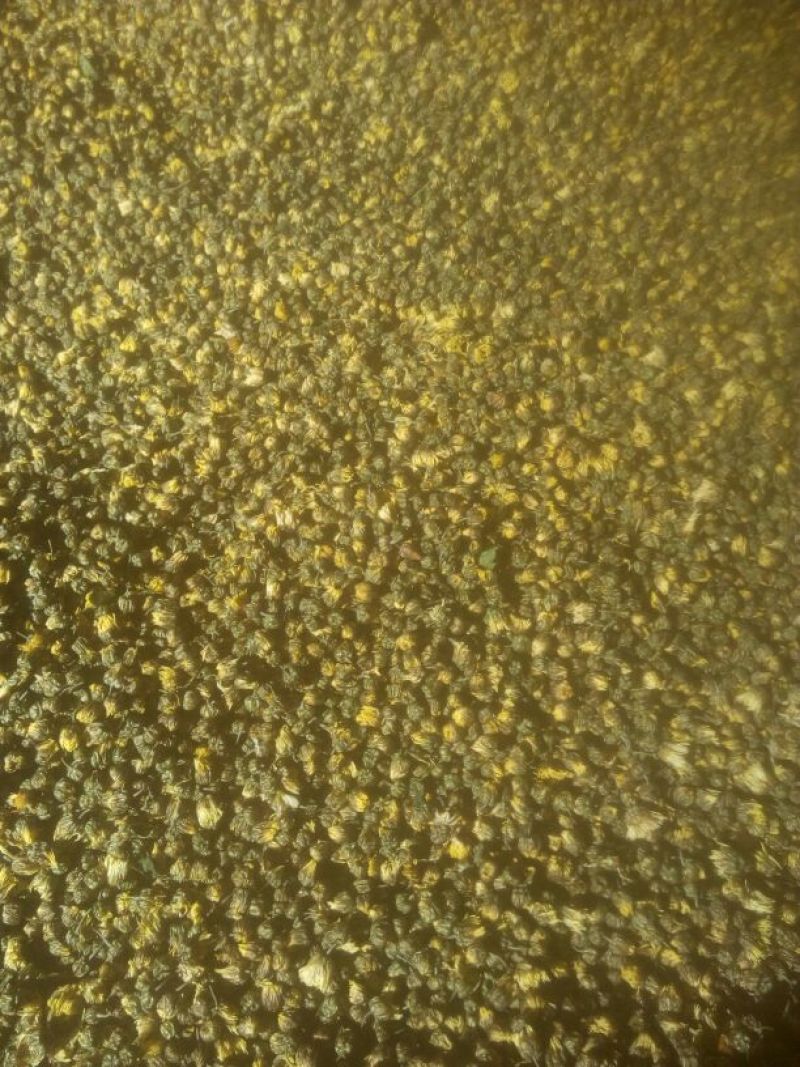菊花茶特级