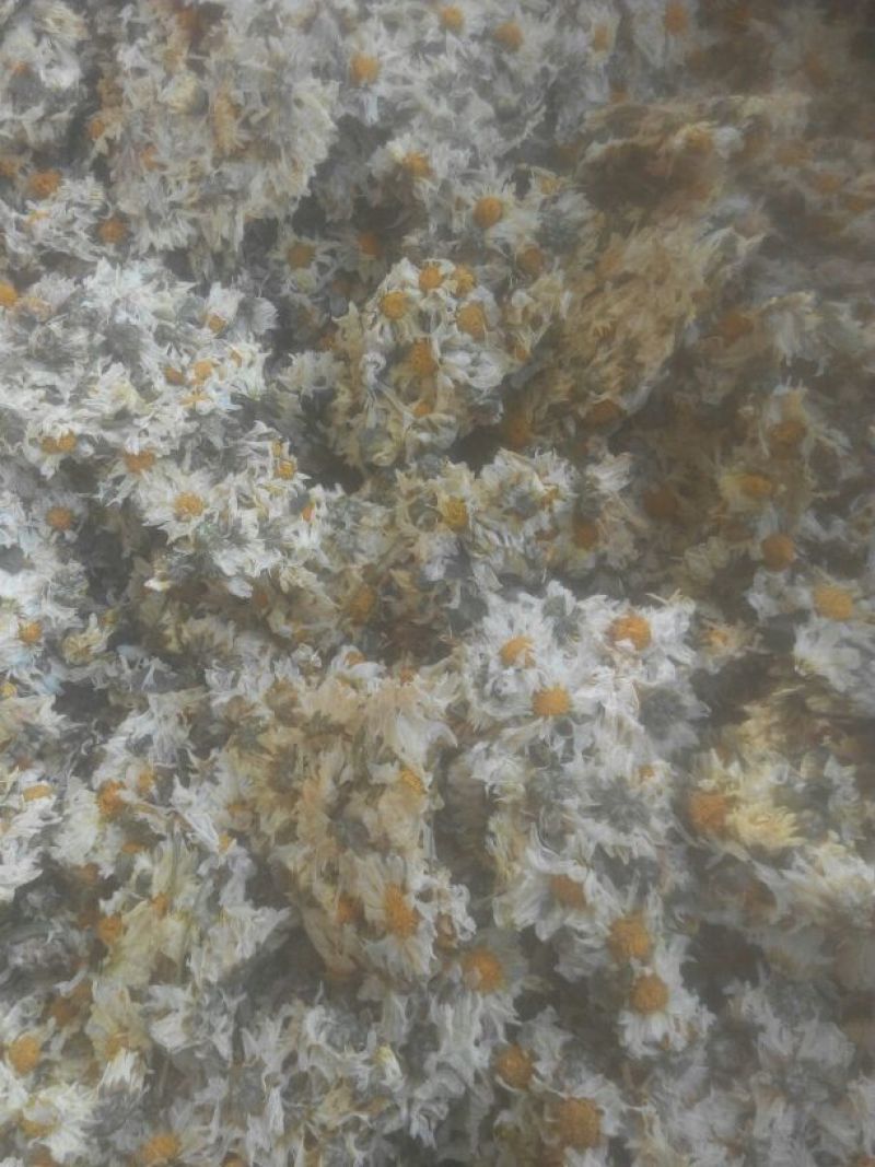 菊花茶特级