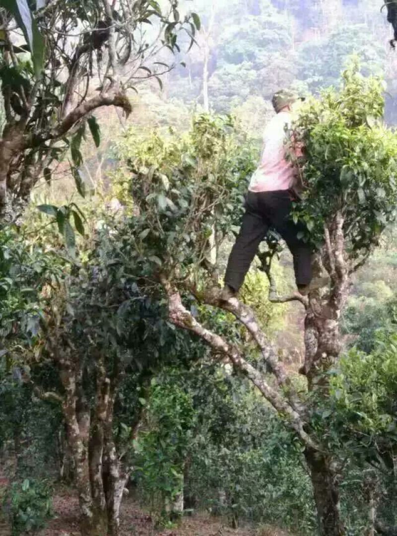 古树茶一级