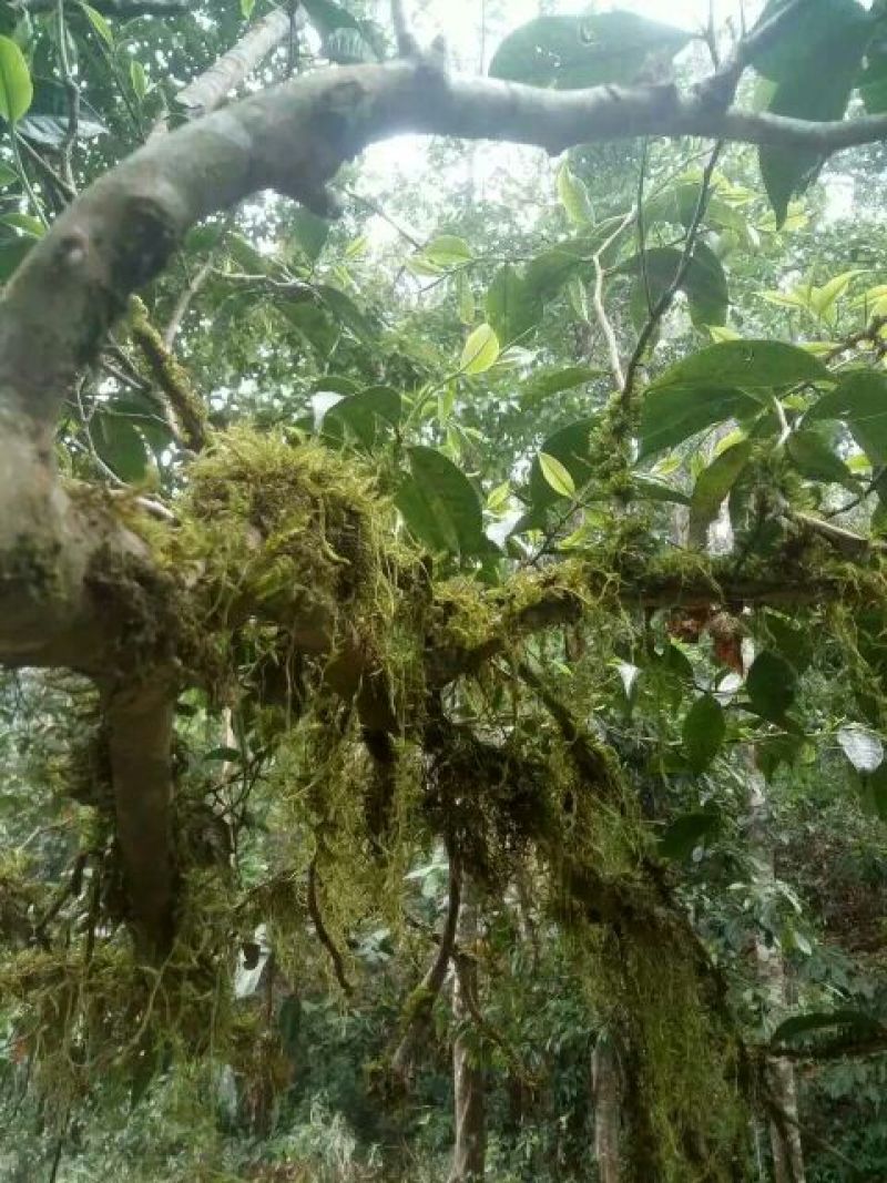 古树茶一级