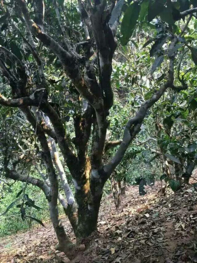 古树茶一级
